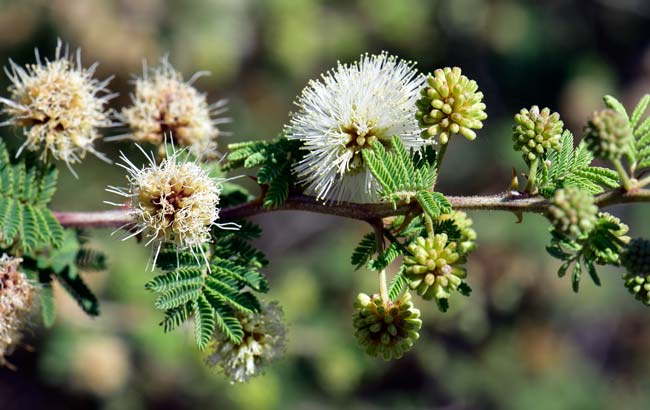 Mimosa aculeaticarpa biuncifera, Catclaw Mimosa Catclaw Mimosa Mimosa aculeaticarpa biuncifera, Catclaw Mimosa Catclaw Mimosa